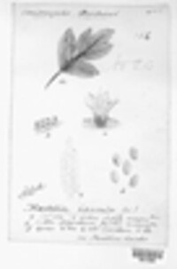 Gymnosporangium clavariiforme image